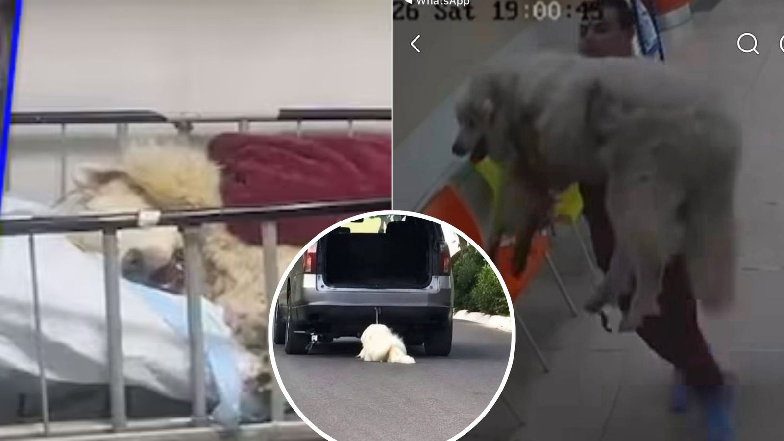 Muere Rocky, el perro arrastrado en Saltillo, pero surgen dudas: ¿era realmente el mismo?