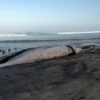 Ballena de 12 metros aparece muerta en Playas de Tijuana; Profepa investiga