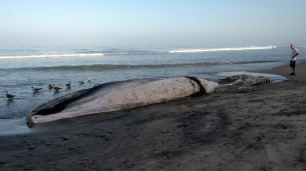 Ballena de 12 metros aparece muerta en Playas de Tijuana; Profepa investiga