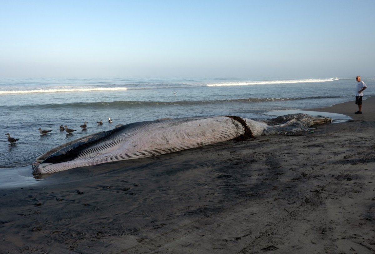 Ballena de 12 metros aparece muerta en Playas de Tijuana; Profepa investiga