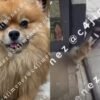 (VIDEO) Madre y niña son captadas robando a Bruno, un perrito pomerania en CDMX