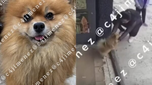 (VIDEO) Madre y niña son captadas robando a Bruno, un perrito pomerania en CDMX