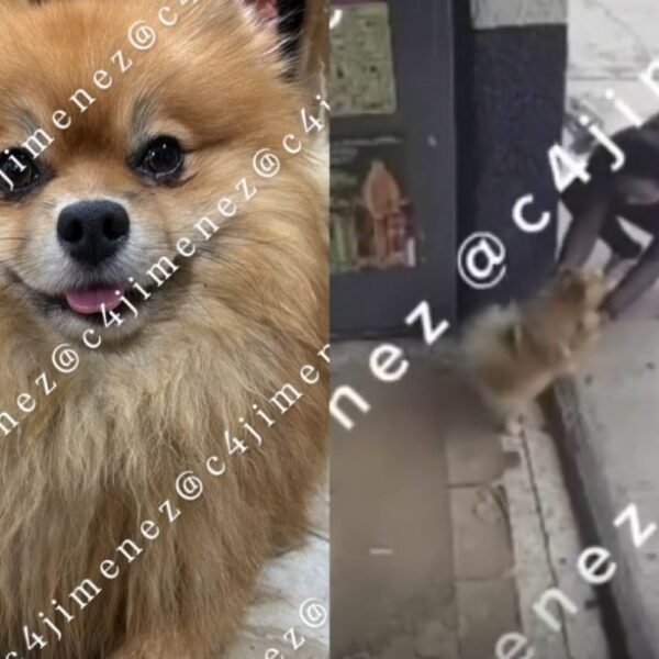 (VIDEO) Madre y niña son captadas robando a Bruno, un perrito pomerania en CDMX