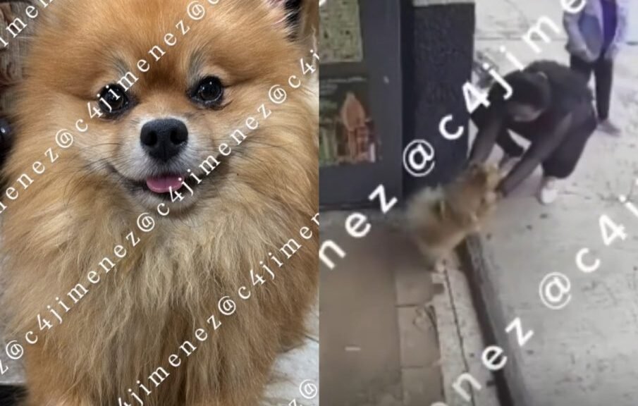 (VIDEO) Madre y niña son captadas robando a Bruno, un perrito pomerania en CDMX