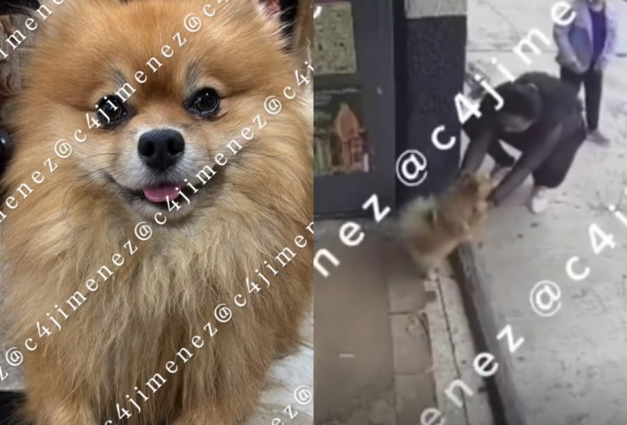 (VIDEO) Madre y niña son captadas robando a Bruno, un perrito pomerania en CDMX