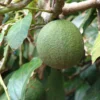 Sheinbaum refuerza seguridad para garantizar exportaciones de aguacate a Estados Unidos