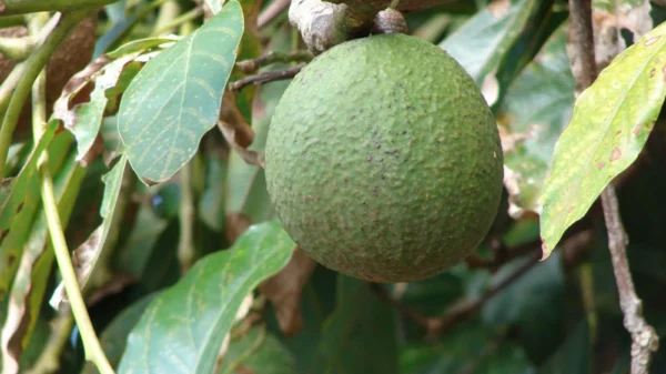Sheinbaum refuerza seguridad para garantizar exportaciones de aguacate a Estados Unidos