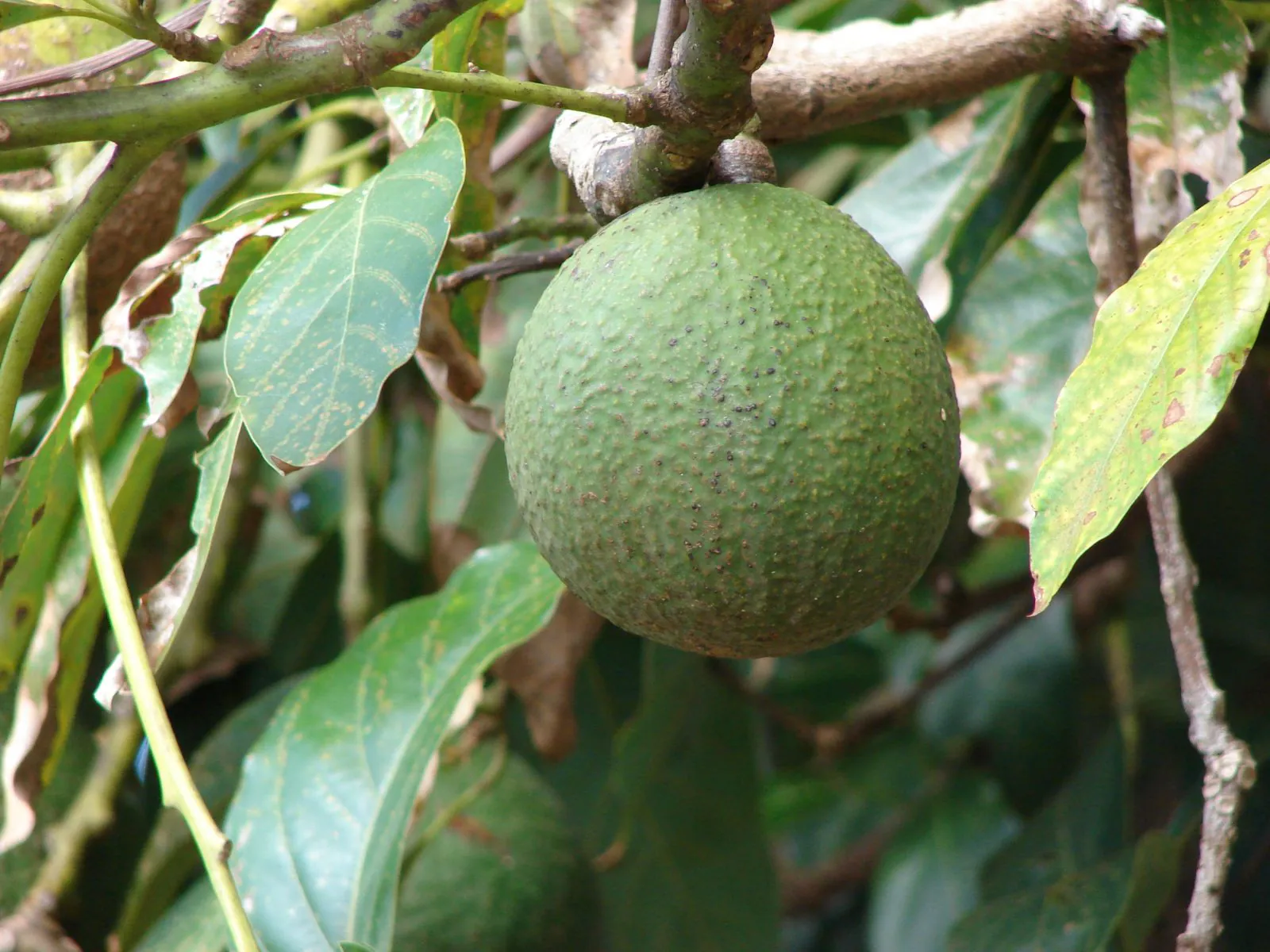 Sheinbaum refuerza seguridad para garantizar exportaciones de aguacate a Estados Unidos