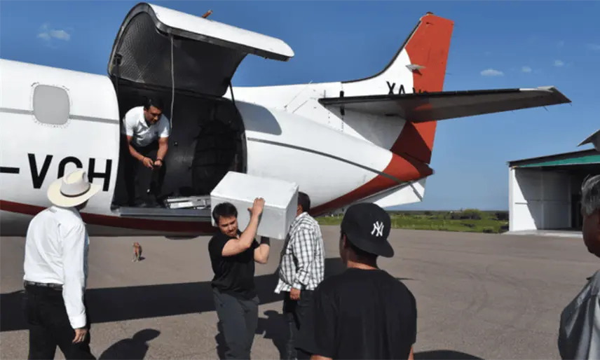 Sader ha liberado casi 15 millones de moscas estériles en Chihuahua contra gusano barrenador