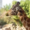 Muere 'Fortunata', la jirafa más longeva con 10 crías y varias generaciones ¿Cuánto vivió?