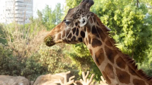 Muere 'Fortunata', la jirafa más longeva con 10 crías y varias generaciones ¿Cuánto vivió?