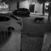 Buscan a pantera tras ataque a una mujer en Lerdo; vecinos viven horas de tensión