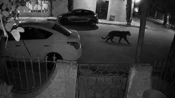 Buscan a pantera tras ataque a una mujer en Lerdo; vecinos viven horas de tensión