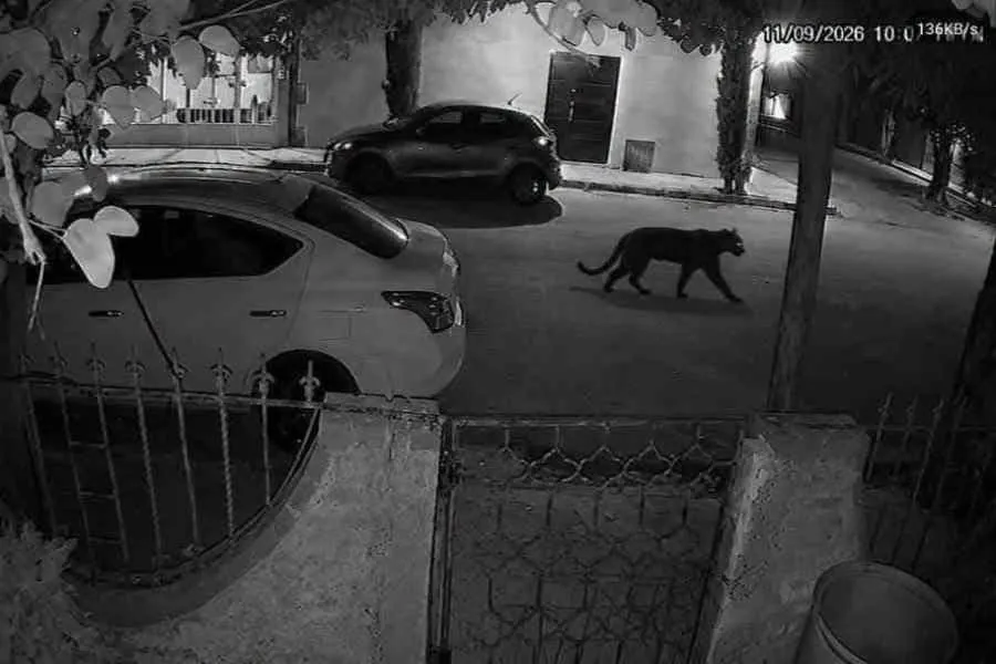 Buscan a pantera tras ataque a una mujer en Lerdo; vecinos viven horas de tensión