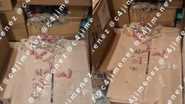 VIDEO viral exhibe presunto nido de ratas en bodega de Walmart México; esto se sabe