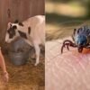Detectan garrapatas en La Granja VIP y prohíben tomar leche: ¿qué pasó con las vacas?
