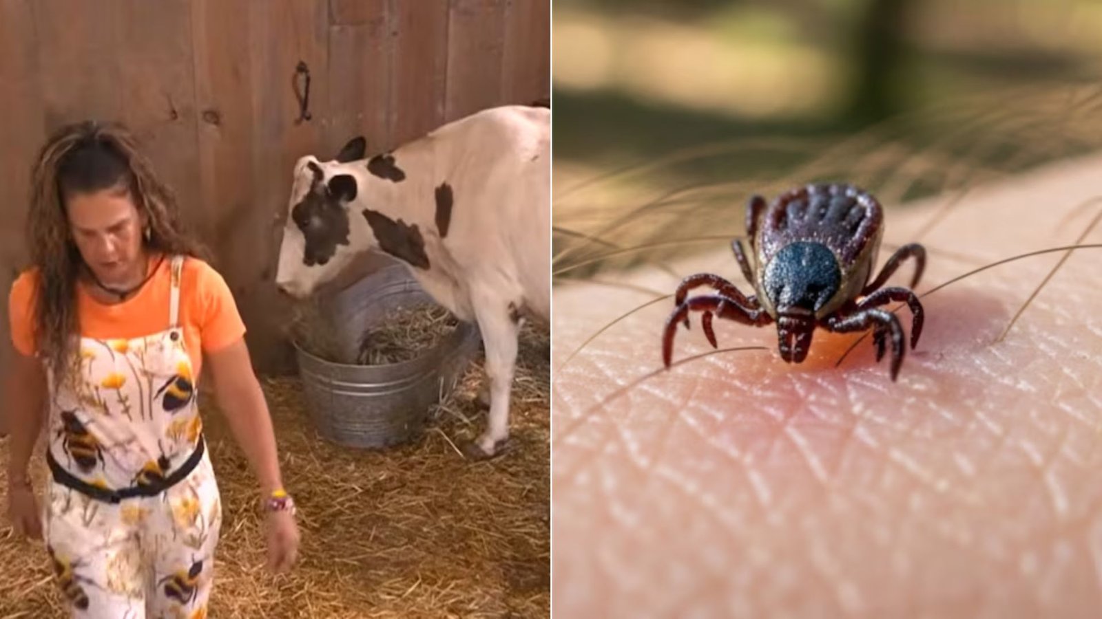 Detectan garrapatas en La Granja VIP y prohíben tomar leche: ¿qué pasó con las vacas?