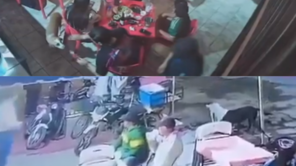 Dan seguimiento a casos de maltrato animal en Reynosa y Tanhuato
