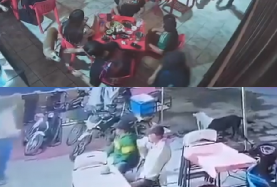 Dan seguimiento a casos de maltrato animal en Reynosa y Tanhuato