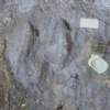 Descubren en Michoacán 50 huellas fosilizadas de dinosaurios