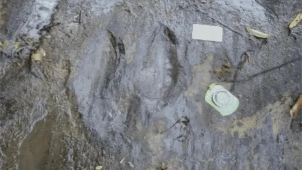 Descubren en Michoacán 50 huellas fosilizadas de dinosaurios