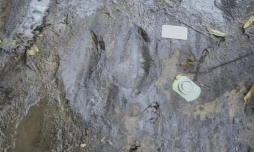 Descubren en Michoacán 50 huellas fosilizadas de dinosaurios