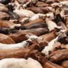 Descartan en Sonora presencia de fiebre aftosa y retomarán exportación ganado a EE. UU