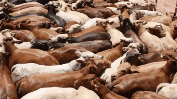 Descartan en Sonora presencia de fiebre aftosa y retomarán exportación ganado a EE. UU