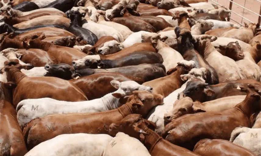 Descartan en Sonora presencia de fiebre aftosa y retomarán exportación ganado a EE. UU