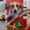 Perritas se roban las alfombras rojas del FICM 2026; una busca hogar y otra necesita ayuda