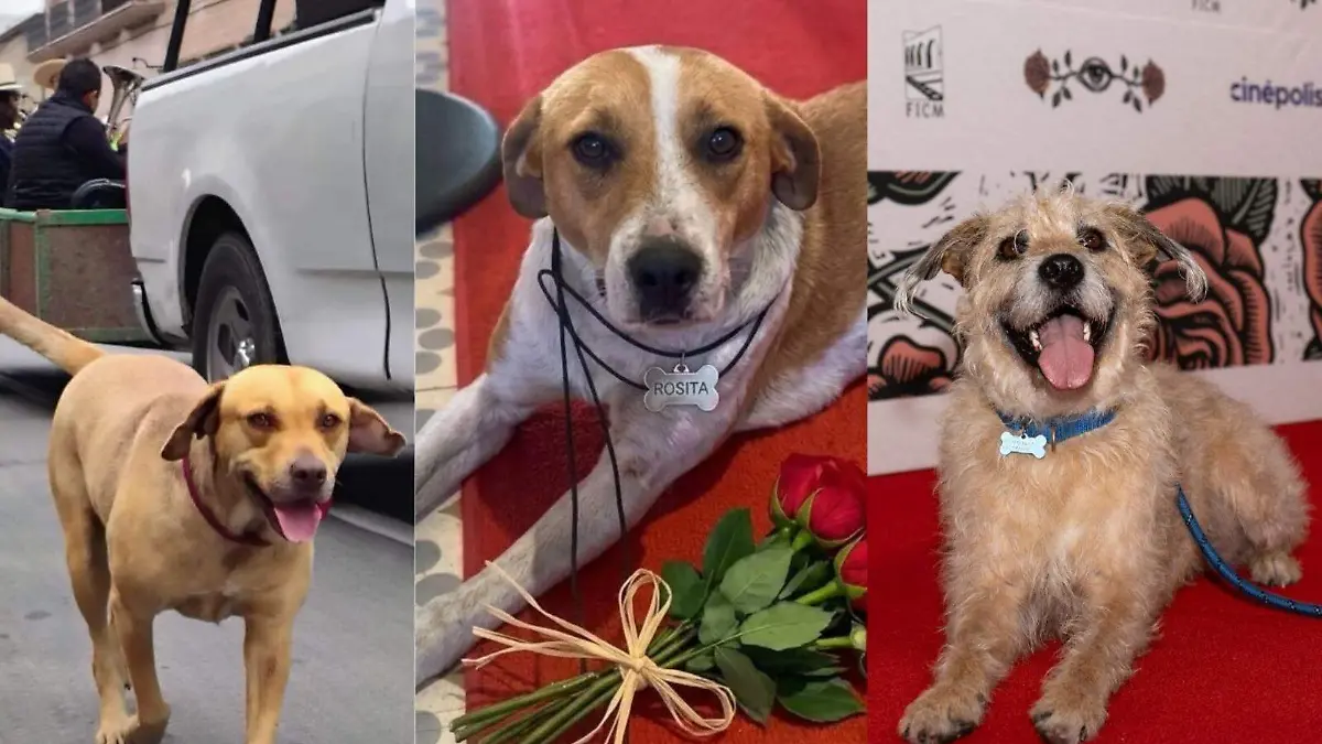 Perritas se roban las alfombras rojas del FICM 2026; una busca hogar y otra necesita ayuda
