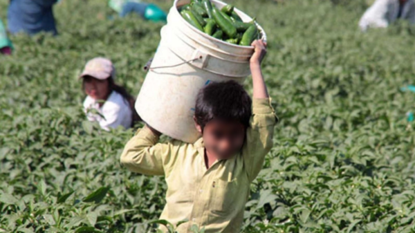 Trabajo infantil en México: 3.5 millones de menores y 1.7 millones en labores peligrosas