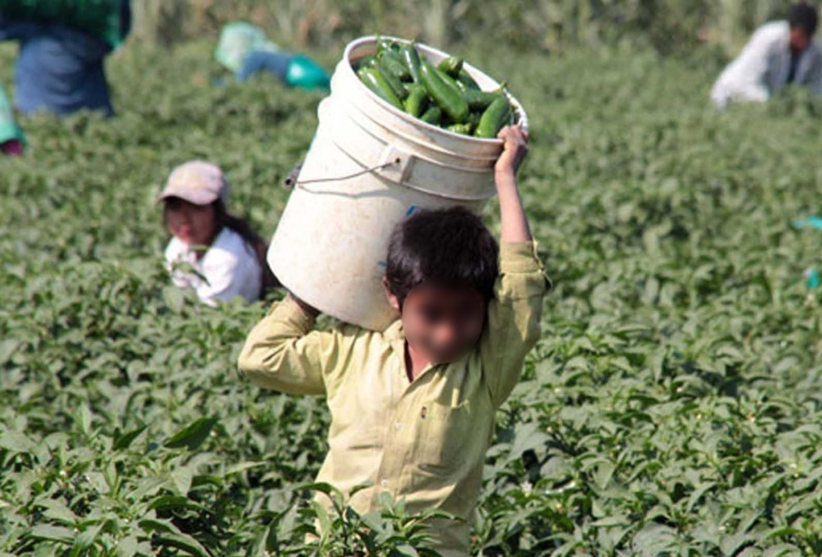 Trabajo infantil en México: 3.5 millones de menores y 1.7 millones en labores peligrosas